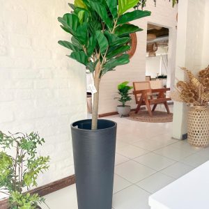 Ficus Lirata